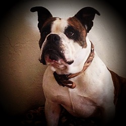 Thumbnail photo of Viper~ Olde English Bulldog #2