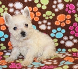 Photo of West Highland White Terrier