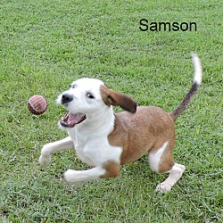 Thumbnail photo of Samson #1