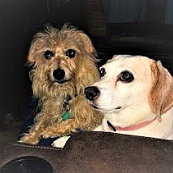Photo of Scuffy & Susie