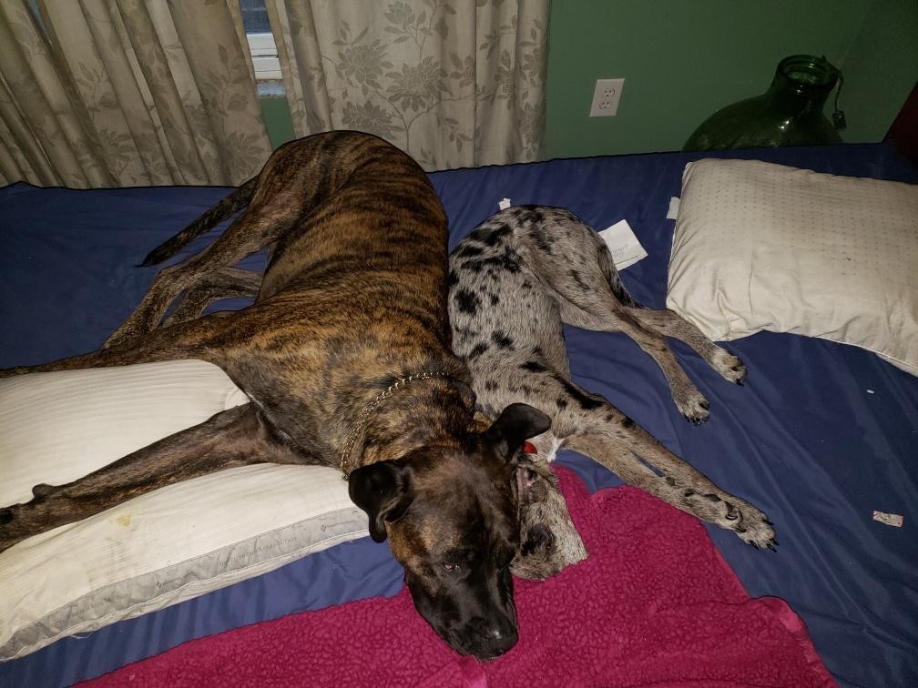 Adopt Issac a Brindle Mastiff / Labrador Retriever / Mixed dog in Tampa