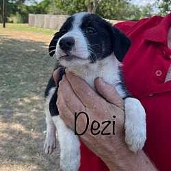 Photo of Dezi