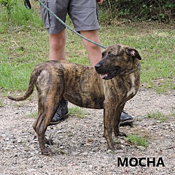 Thumbnail photo of Mocha #4