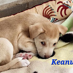 Thumbnail photo of Keanu #4