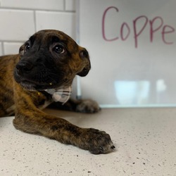 Thumbnail photo of Copper aka Cooper #4