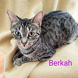 Thumbnail photo of Berkah #1