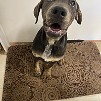 adopt a pet