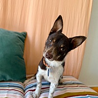 adopt a pet