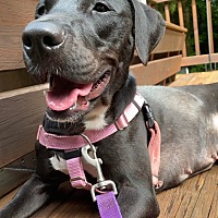 adopt a pet