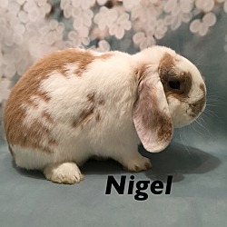 Thumbnail photo of Nigel #2