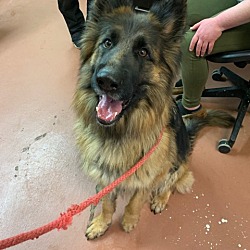 Missouri German Shepherd Rescue In Kansas City Missouri