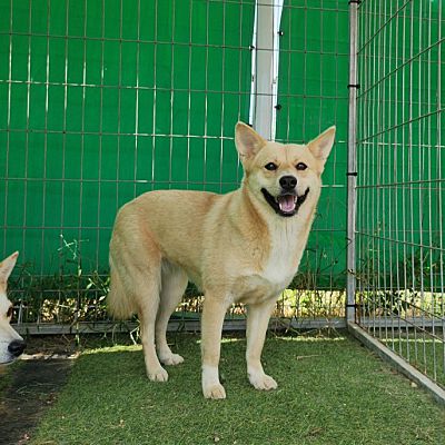 Los Angeles, CA - Akita/Jindo. Meet Gowoon(A) a Pet for Adoption