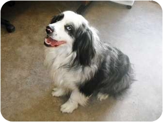 australian shepherd spaniel