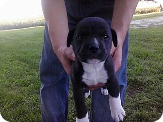 Wauseon Oh American Bulldog Meet Lucky A Pet For Adoption