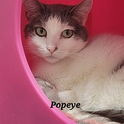 Thumbnail photo of Popeye #1