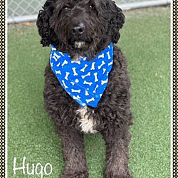 Thumbnail photo of HUGO #4