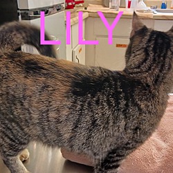 Thumbnail photo of LILY #2