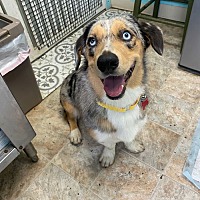adopt a pet
