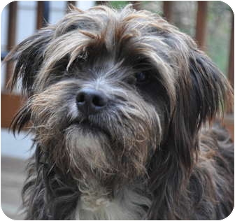 Atlanta Ga Norfolk Terrier Meet Kyle A Pet For Adoption Adoptapet Com