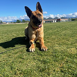 Bodhi, German Shepherd Dog