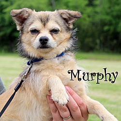 Thumbnail photo of Murphy~adopted! #2