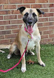 Available Dogs | Germantown Animal Shelter