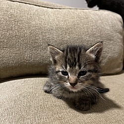 Photo of Kitten 3