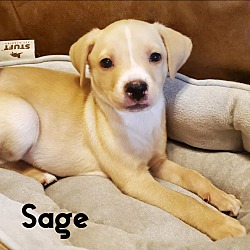 Photo of Sage in CT
