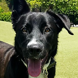 Photo of Lucky