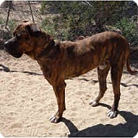 New York Ny Cane Corso Meet Tiger Ca A Pet For Adoption
