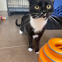 adopt a pet