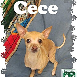 Thumbnail photo of Cece #2