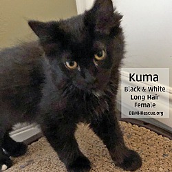 Thumbnail photo of Kuma #2