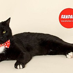 Thumbnail photo of RANDALL (Only Child) #3