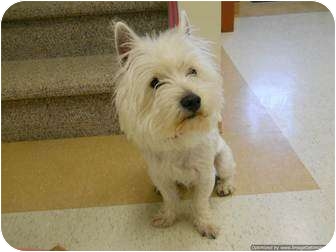 Morden Mb Westie West Highland White Terrier Meet Hugo A Pet For Adoption Adoptapet Com