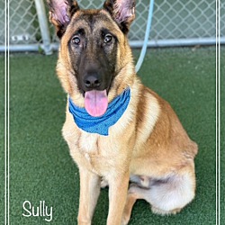 Photo of SULLY