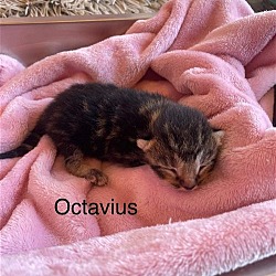 Thumbnail photo of Octavius #2