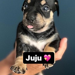 Thumbnail photo of Juju #3