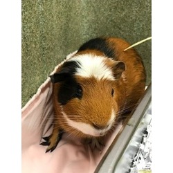 Thumbnail photo of PorkChop #1