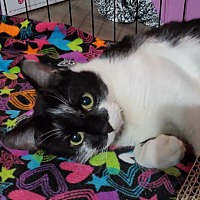 adopt a pet
