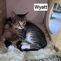 adopt a pet