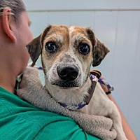 adopt a pet