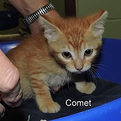 Thumbnail photo of Comet #3