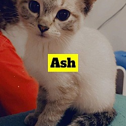 Thumbnail photo of Ash (Female) #2
