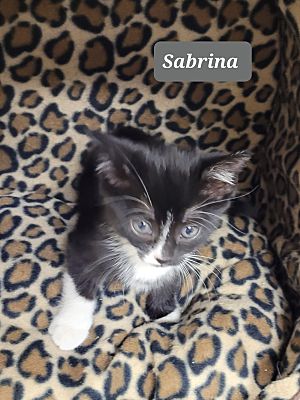 Photo of Sabrina #0