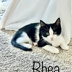 Thumbnail photo of Rhea #3
