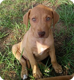 Orange Lake, FL - Vizsla. Meet Bella a Pet for Adoption.