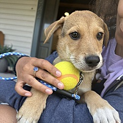 Thumbnail photo of CELESTE   11 POUND  PUPPY   FOSTERED IN NEW JERSEY #4