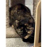 adopt-pet