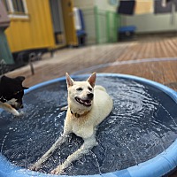 adopt-pet